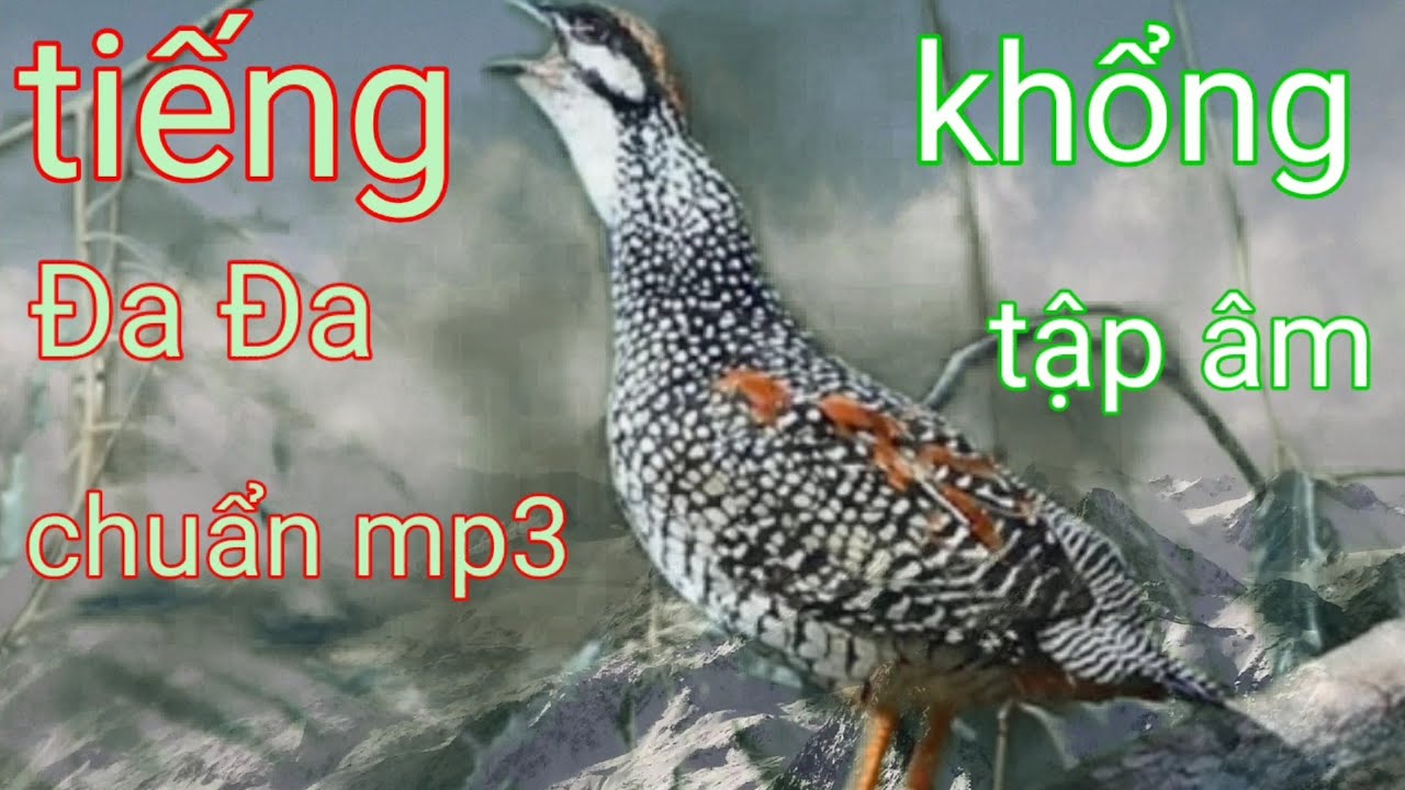 Tiếng Chim _Đa Đa _Mồi Chuẩn Nhất Mp3_ Không Tập Âm _ Mạnh  _