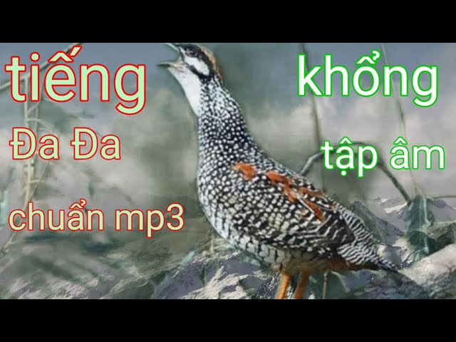 Tiếng Chim _Đa Đa _Mồi Chuẩn Nhất Mp3_ Không Tập Âm _ Mạnh  _ class=