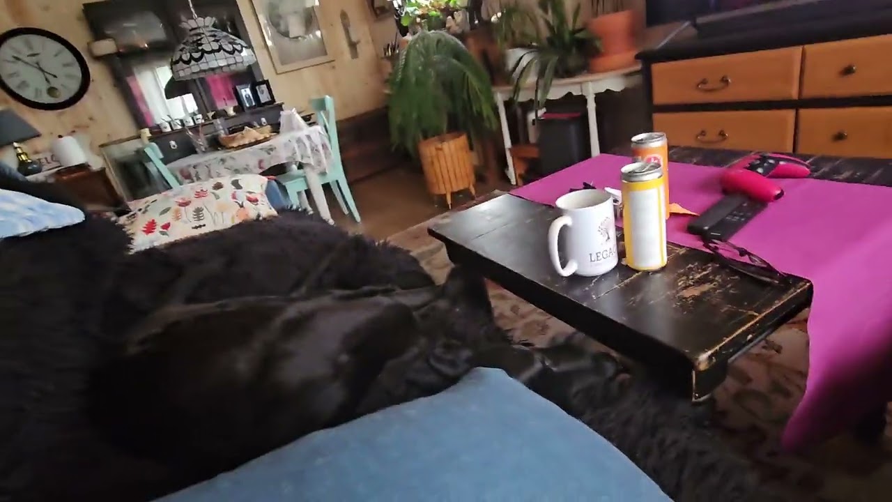 A video of a small dog playing with a large dog and have a good time, making a lot of funny noises