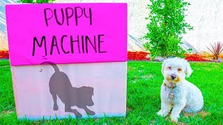 BOX FORT PUPPY MACHINE!!