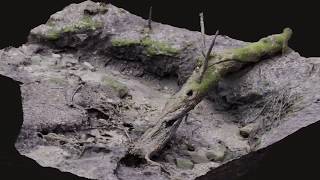 Fallen Tree 3D Scan