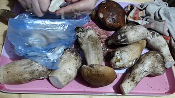 Comment préparer les champignons après la cueillette ?