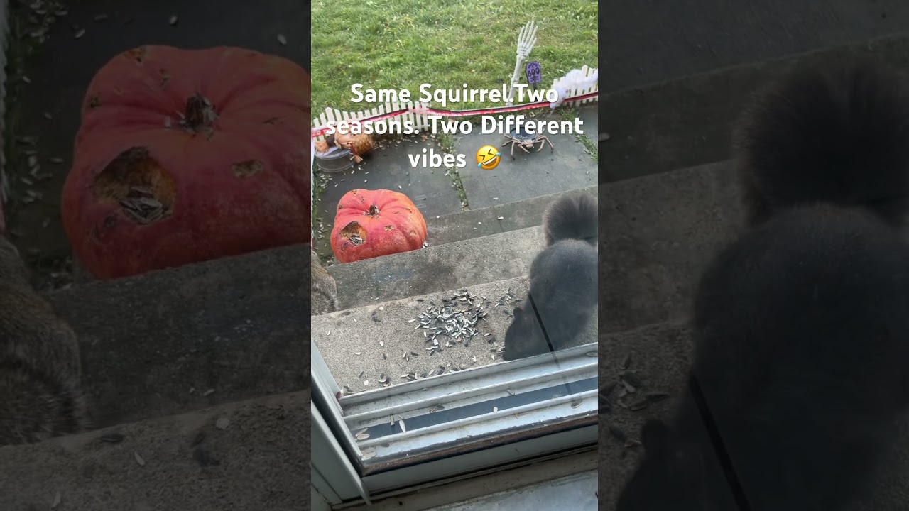 “They bulk up in winter to stay warm — not fat, just survival fluff