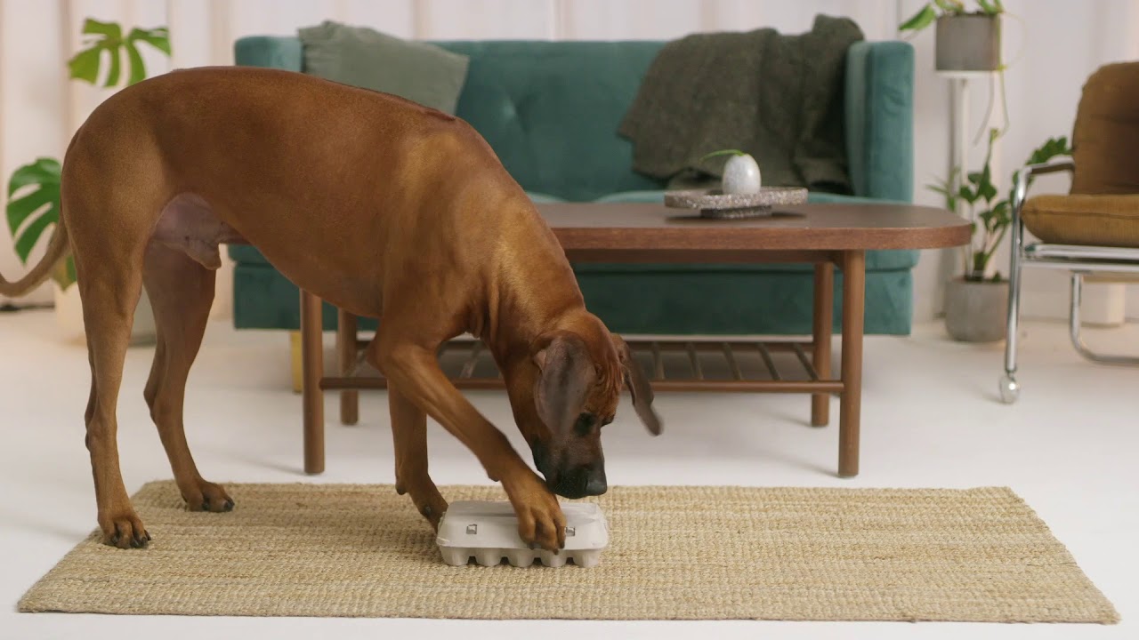 Aktiveringstips fra Agria - Godbidder i en æggebakke