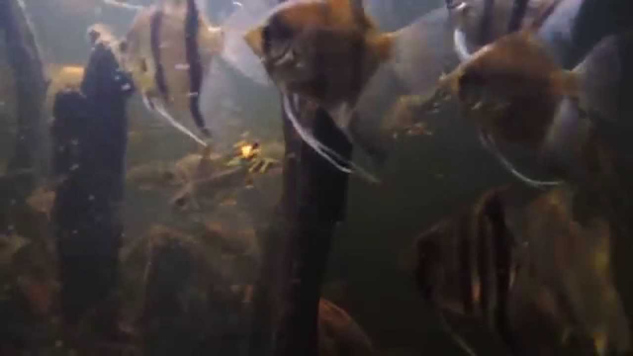 gallone 300 Gallon community tank