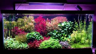 50gallon Dutch Style(inspired) aquascape HD
