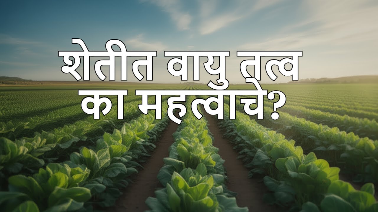 वायु तत्व: डाळिंब आणि शेवग्यासाठी उत्पादनात धमाकेदार वाढ!