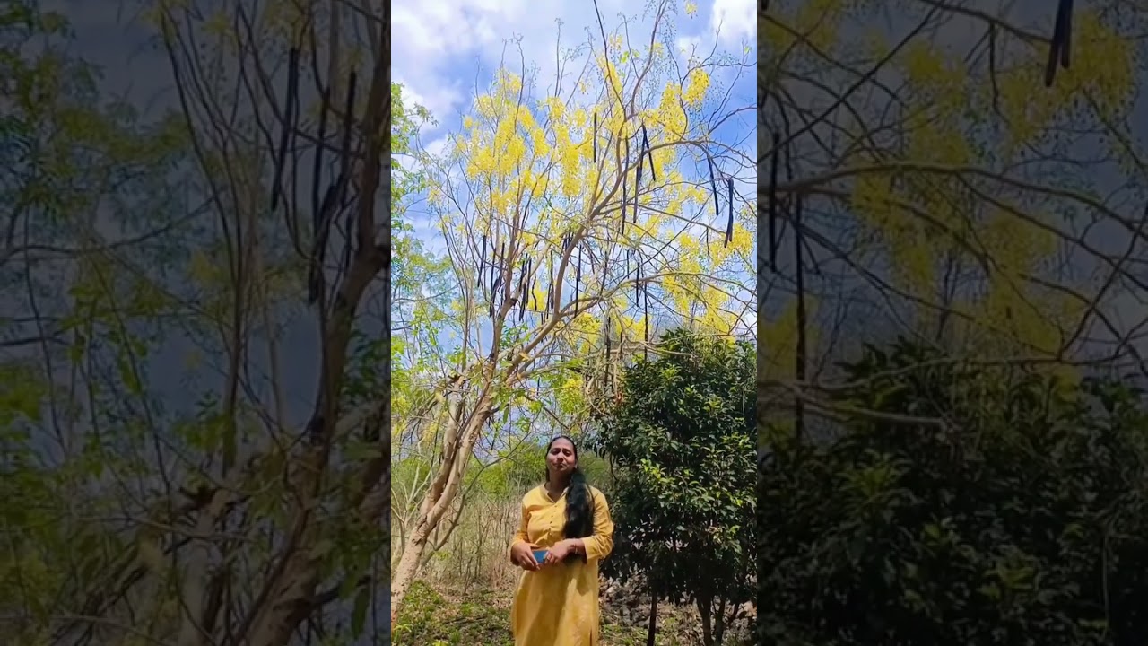 tree with full of yellow flowers🌼🌻