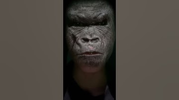 Ông khỉ mặt đen dọa các cháu ngủ sớm 🤣🤣🤣🤣