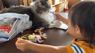 娘の髪留め選びを見守る猫　ノルウェージャンフォレストキャットA cat looking at her daughter's hair clip selection. Norwegian.