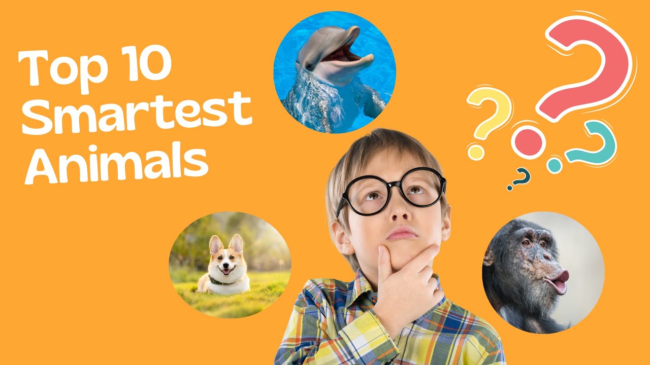 Top 10 Smartest Animals: Fun Facts About Amazing Animal Intelligence for Kids
