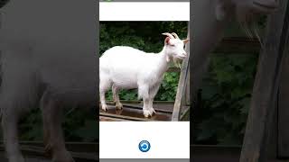 Goat Sound Effect