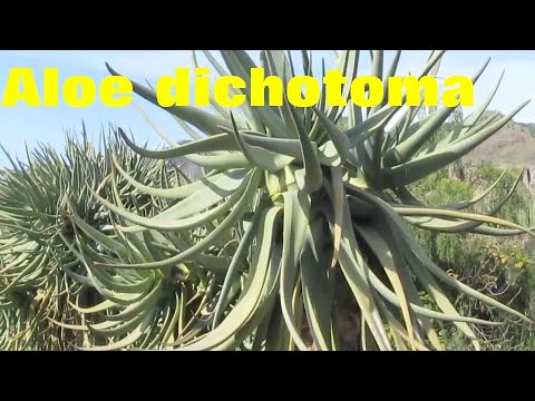 Video: Tree Aloe, Dyrking, Typer, Medisinske Egenskaper