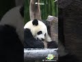 Does Your Own Tail Taste Good? | iPanda #shorts