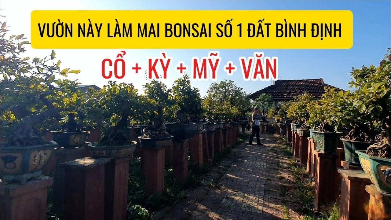 Mai vàng An Nhơn Bình Định - Gia Lai | Vườn này làm bonsai mai vàng số 1 đất Bình Định. 