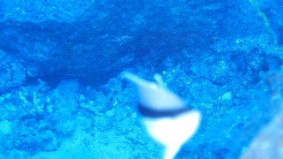 Bandit Angelfish