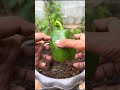 🌶️ Grow Hundreds of Bell Peppers at Home! 😍🌱 Easy Gardening Hack #Shorts