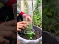 🌶️ Grow Hundreds of Bell Peppers at Home! 😍🌱 Easy Gardening Hack #Shorts