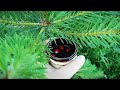 Лісовий чай | ЛЕСНОЙ ЧАЙ | Forest tea | 🌲 из сосны | ForestInspire