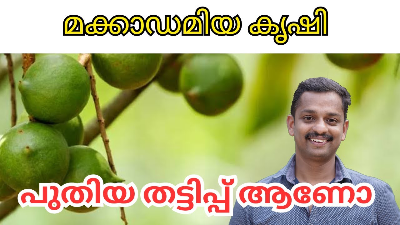 Macadamia Fruit Plant |