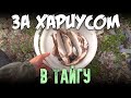 За хариусом в Тайгу / Рыбалка на спиннинг