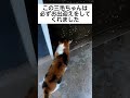 多頭飼育崩壊現場の弥生さんが幸せをつかむまで