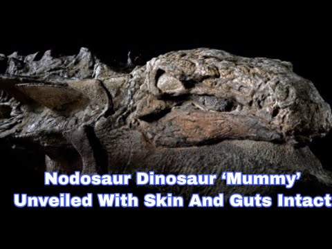 Nodosaur Dinosaur ‘Mummy’ Unveiled With Skin And Guts Intact