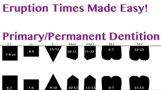 Tooth Eruption Sequence - Primary/Permanent Dentition