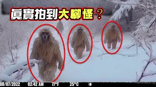 監控器在野外無意間拍到大腳怪？結果細思極恐，它們是絕種動物！ by 老王頻道 67,048 views 1 month ago 10 minutes, 56 seconds