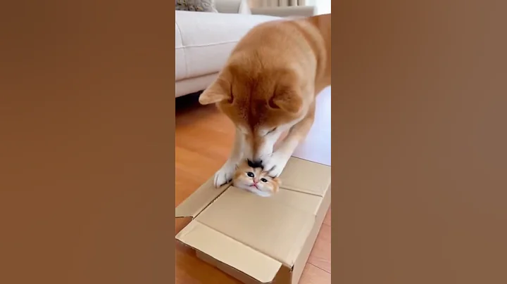 Video 11564961: british shorthair golden, tiny kitten, mom cat, cat show, catlover