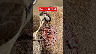 Oxpecker Bird 🐦 | Oxpecker Bird Eating Ticks | Amazing Bird Documentary in Hindi #shorts
