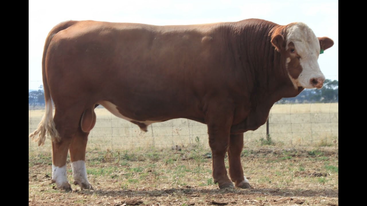 Lot 78 - Tennysonvale Totally (P)