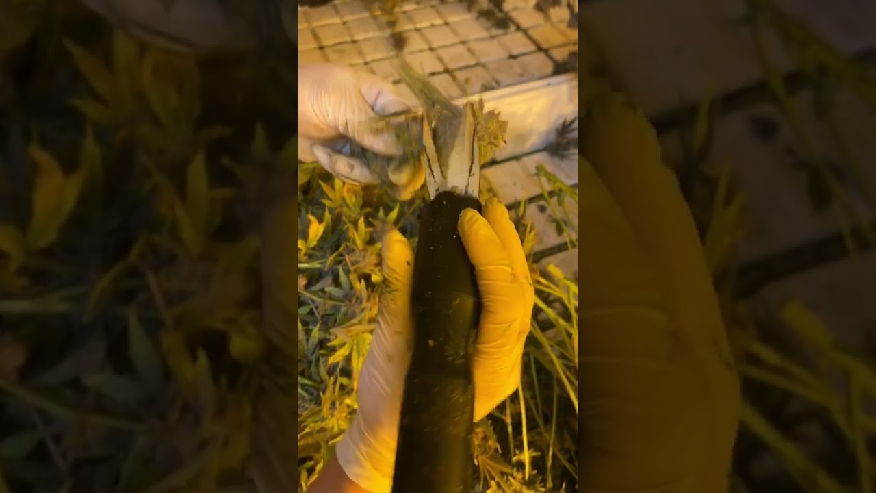 electric scissors,Extra sharp Electric Trimming Scissors,Plant,Leaf  Bud Trimmer Cultivation Garden