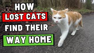 How Cats ACTUALLY Find Their Way Home — This Will Shock You