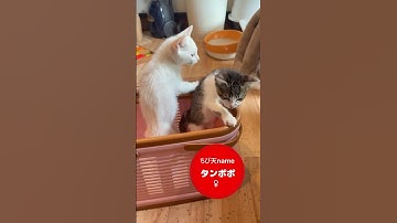 「雑花組」の3匹はワクチンなども終わって猫部屋デビュー　#ちび天 #保護活動筑豊 #保護活動 #宮若市 #里親募集中 #里親募集 #猫 #猫のいる生活 #猫の里親さん募集 #子猫 #子猫の里親