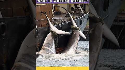what is whaling? 🐳 ||#Shorts #Assiduous_Fact #whaling