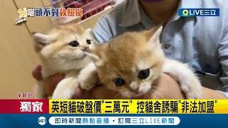 拿貓貓來賺黑心錢! 起底誘藝人投資貓舍 過去曾無照繁殖挨罰60萬 糾紛不斷去年遭法院假扣押 幫小貓偽造戶口把母貓當生產賺錢工具│【54萌寵來當家】20221219│三立新聞台