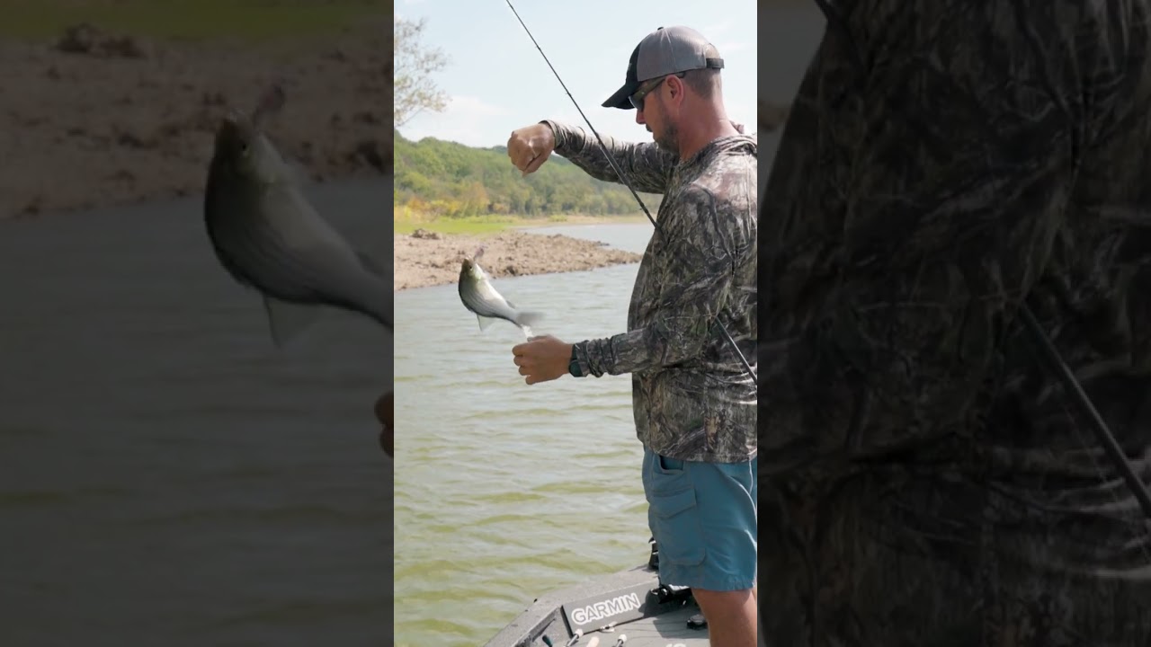 How to HOLD a White Bass! (Avoid getting Hooked)