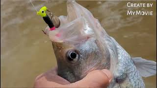 Grenada lake crappie fishing