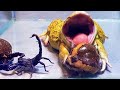 Asian Bullfrog Tries To Eat Big Banded Bullfrog And Scorpion! Warning Live Feeding