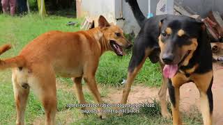 Module 3 Rabies in Dog