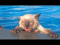 Best Funny Cat Videos That Will Make You Laugh All Day Long 😂😹