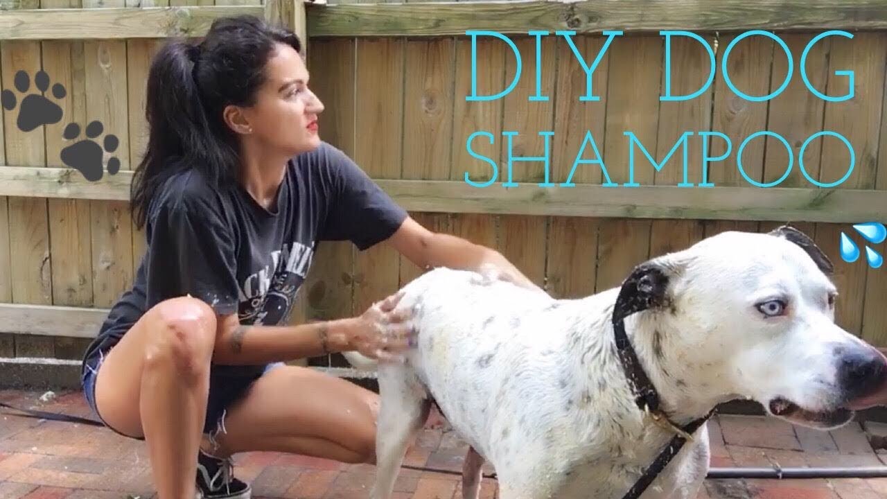 DIY (oatmeal) Dog Shampoo YouTube