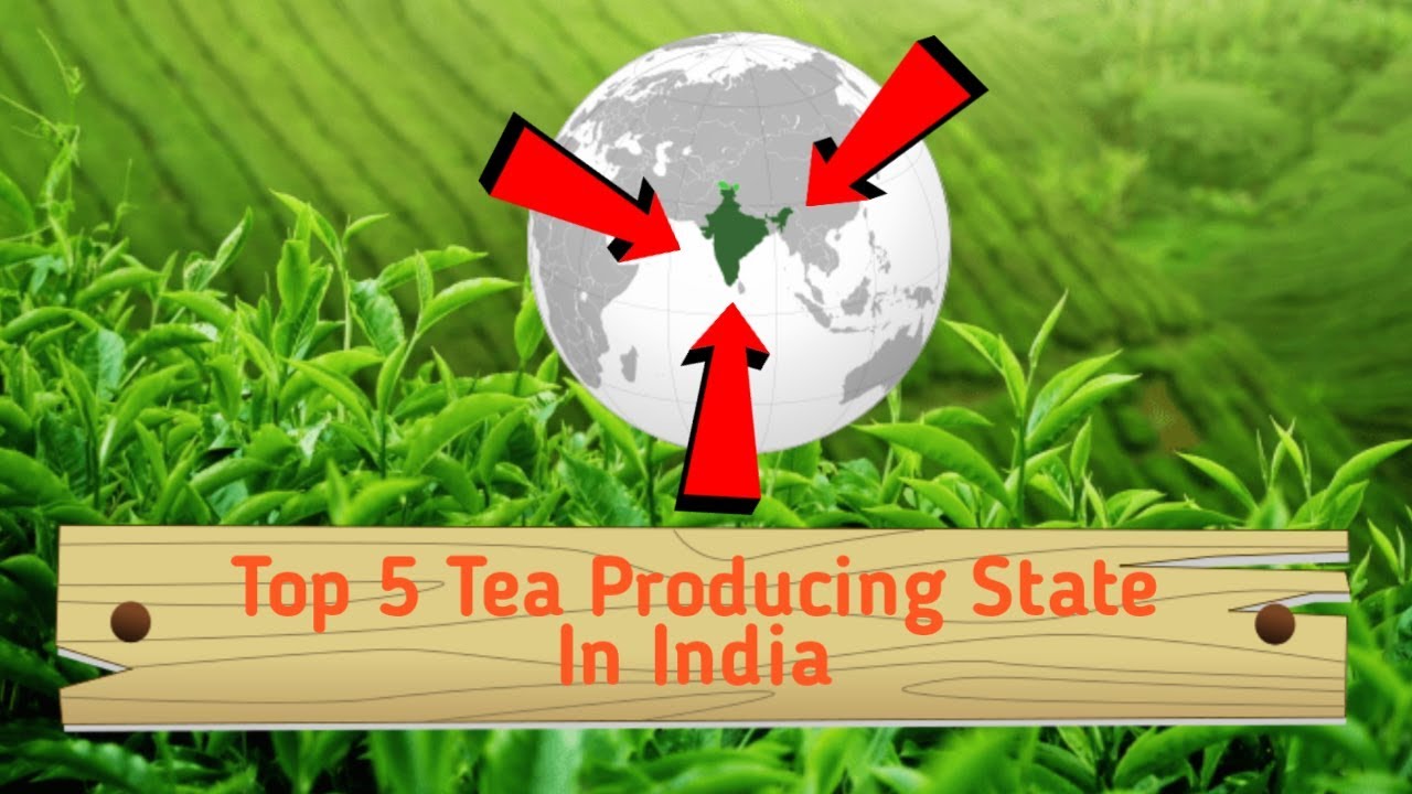 Top 5 Tea Producing State in India India The Astro Hacker Knowledge