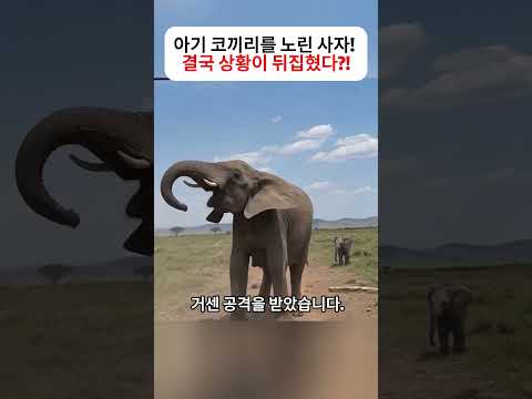 아기 코끼리를 노린 사자!  결국 상황이 뒤집혔다?! #코끼리 #사자 #아기코끼리 #야생동물 #동물행동 thumbnail