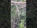 The bear family behind my house. #animals #bear #wildlife