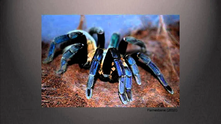 From a burning river to biomimicry | Emily Kennedy...