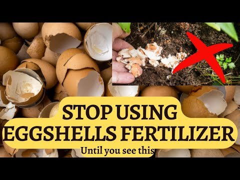 Video: Kan eggeskall brukes som gjødsel?