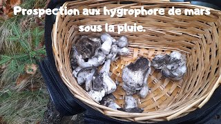 Prospection aux hygrophore de mars sous la pluie