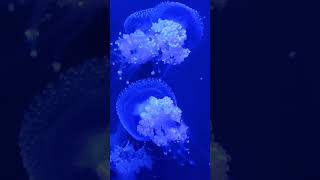 jellyfish (one)